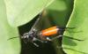 Macrophya annulata